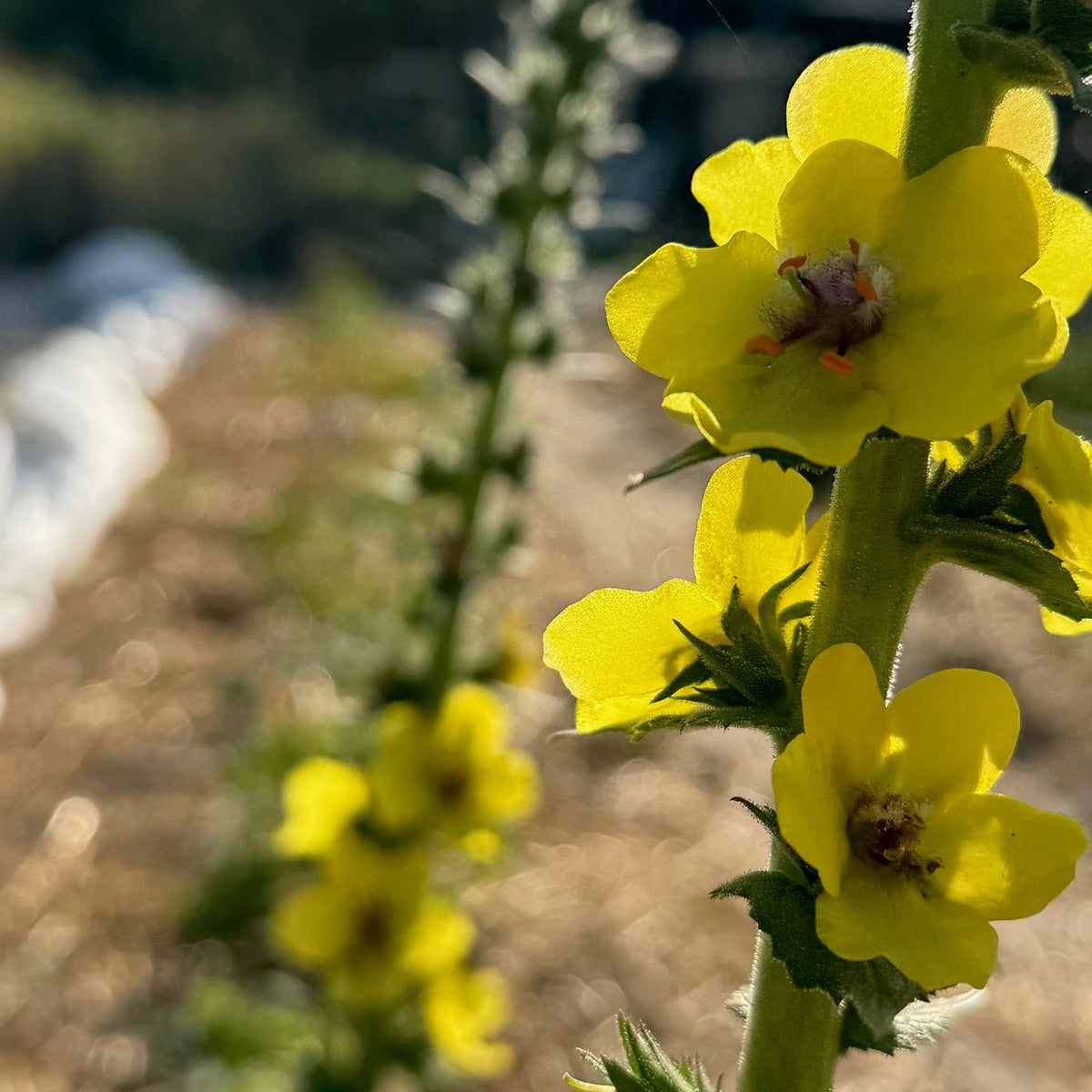 Wand Mullein