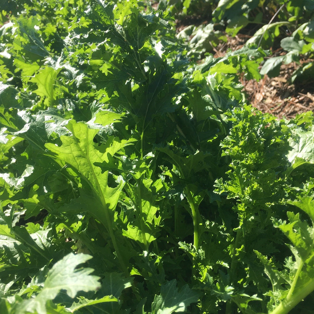 Myers Family Heirloom Mustards