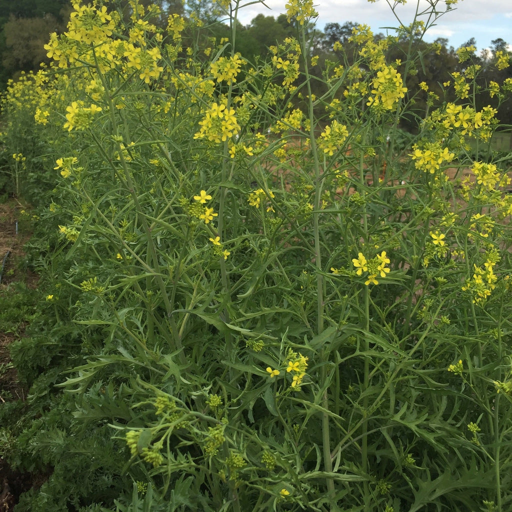 Myers Family Heirloom Mustards