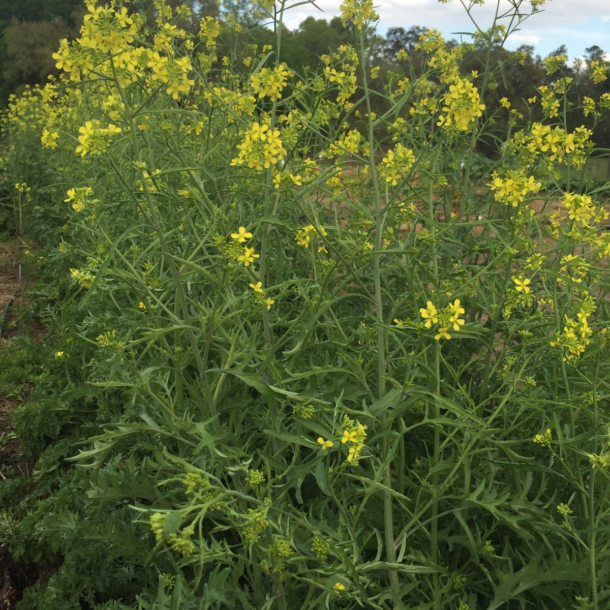 Myers Family Heirloom Mustards