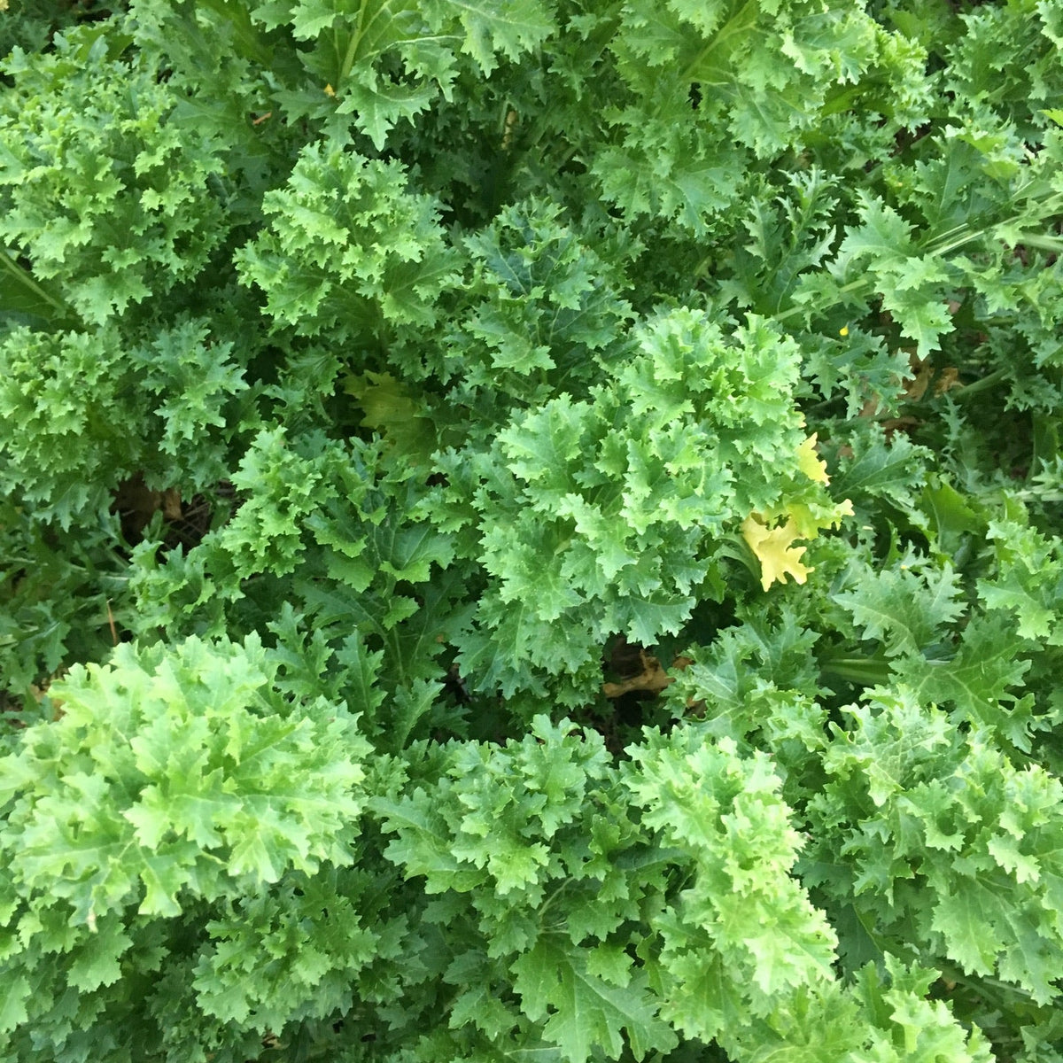 Myers Family Heirloom Mustards