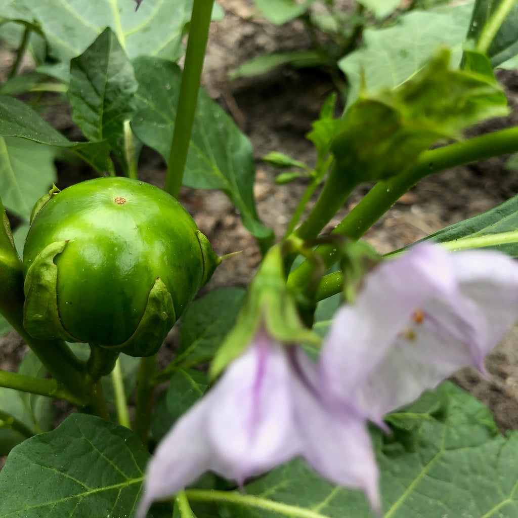 Gbognome Nightshade Greens
