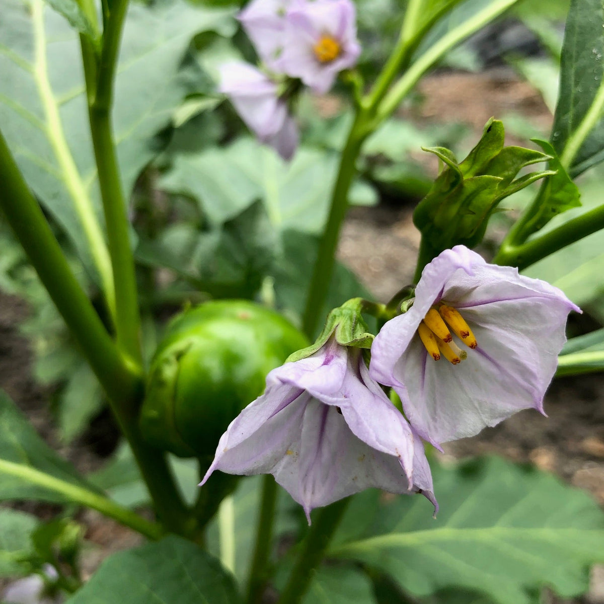 Gbognome Nightshade Greens