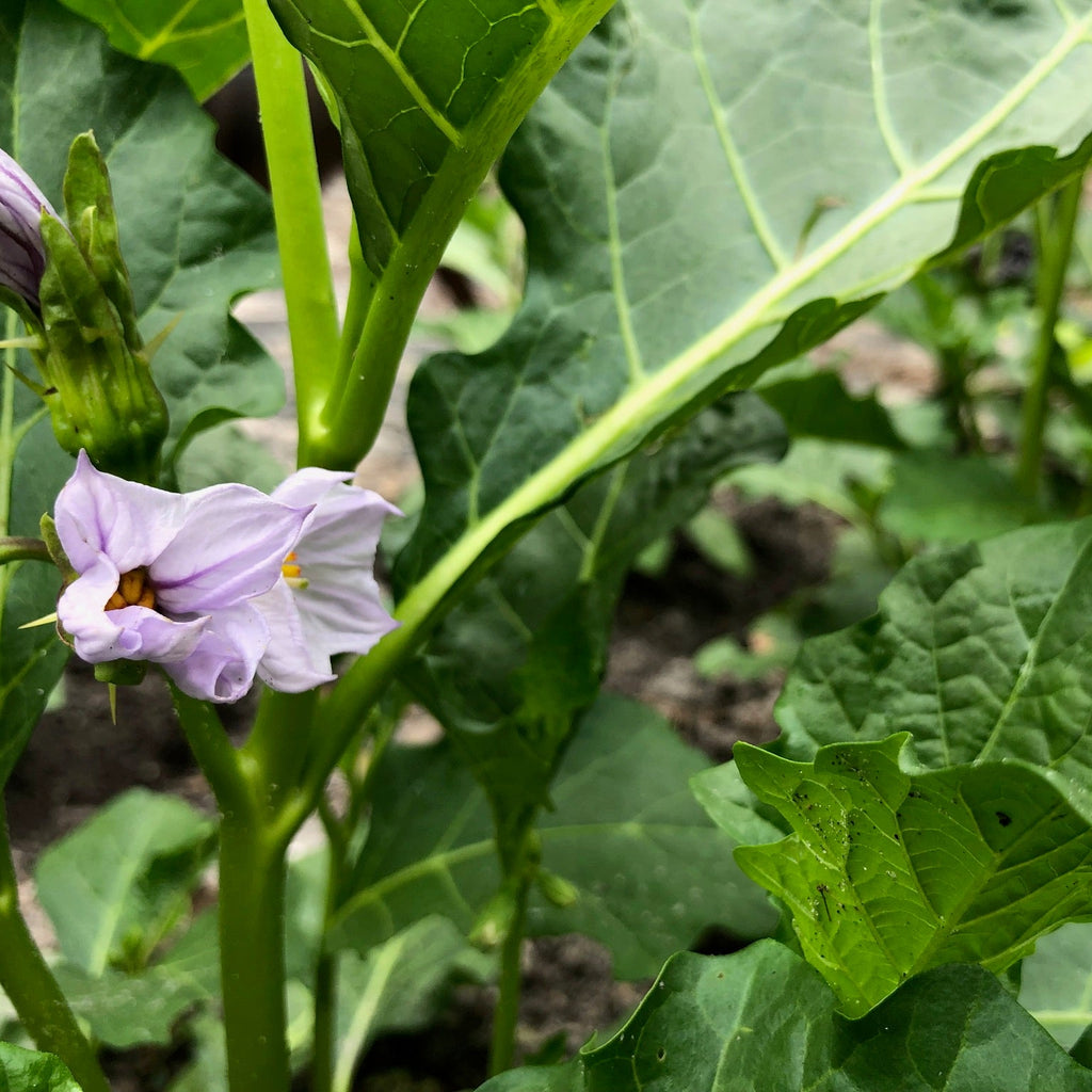 Gbognome Nightshade Greens