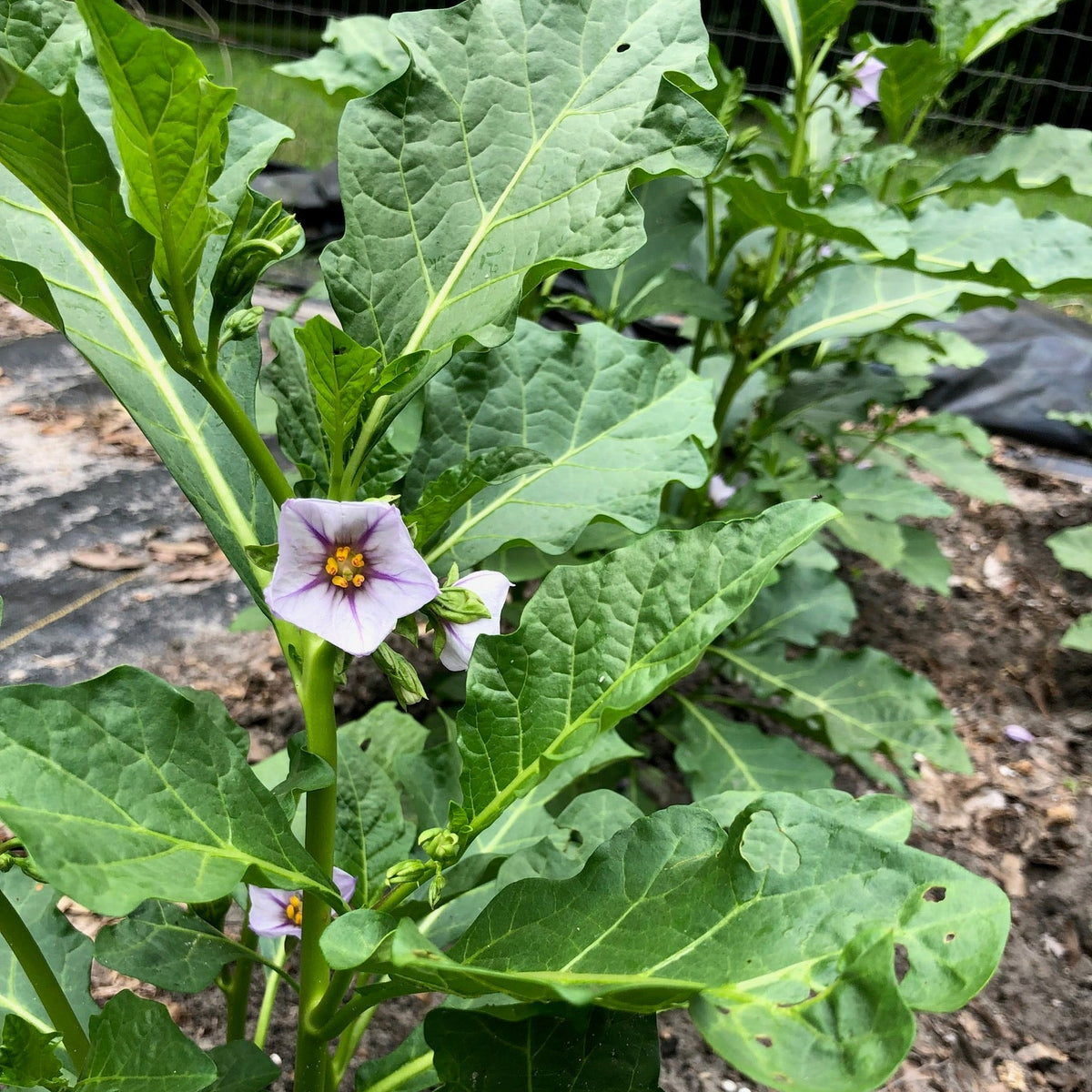 Gbognome Nightshade Greens