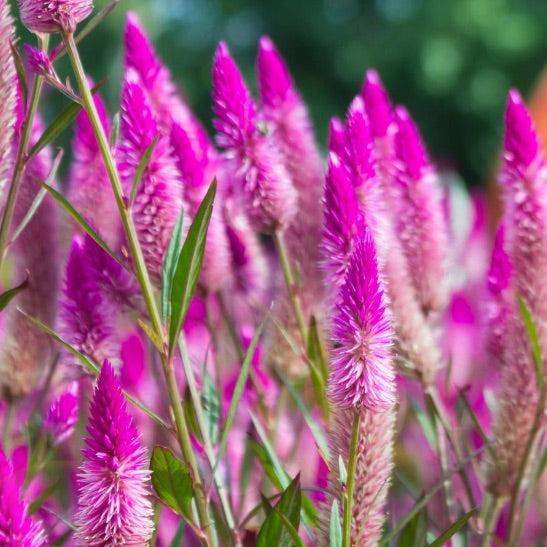 Celosia