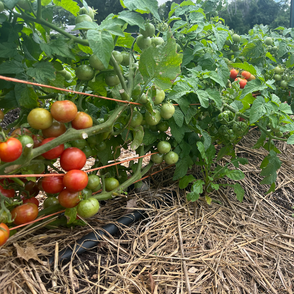 Prairie Cherry  Tomato
