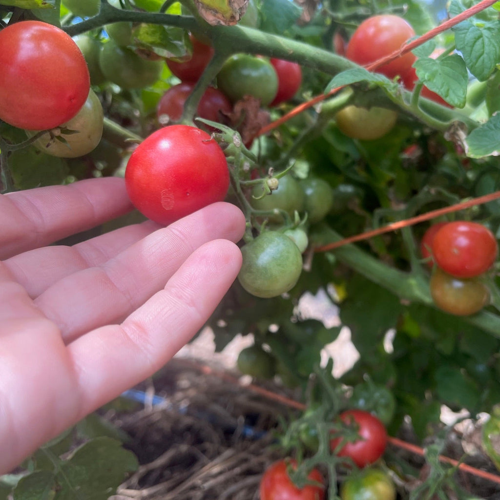 Prairie Cherry- Live Plant PRE-ORDER
