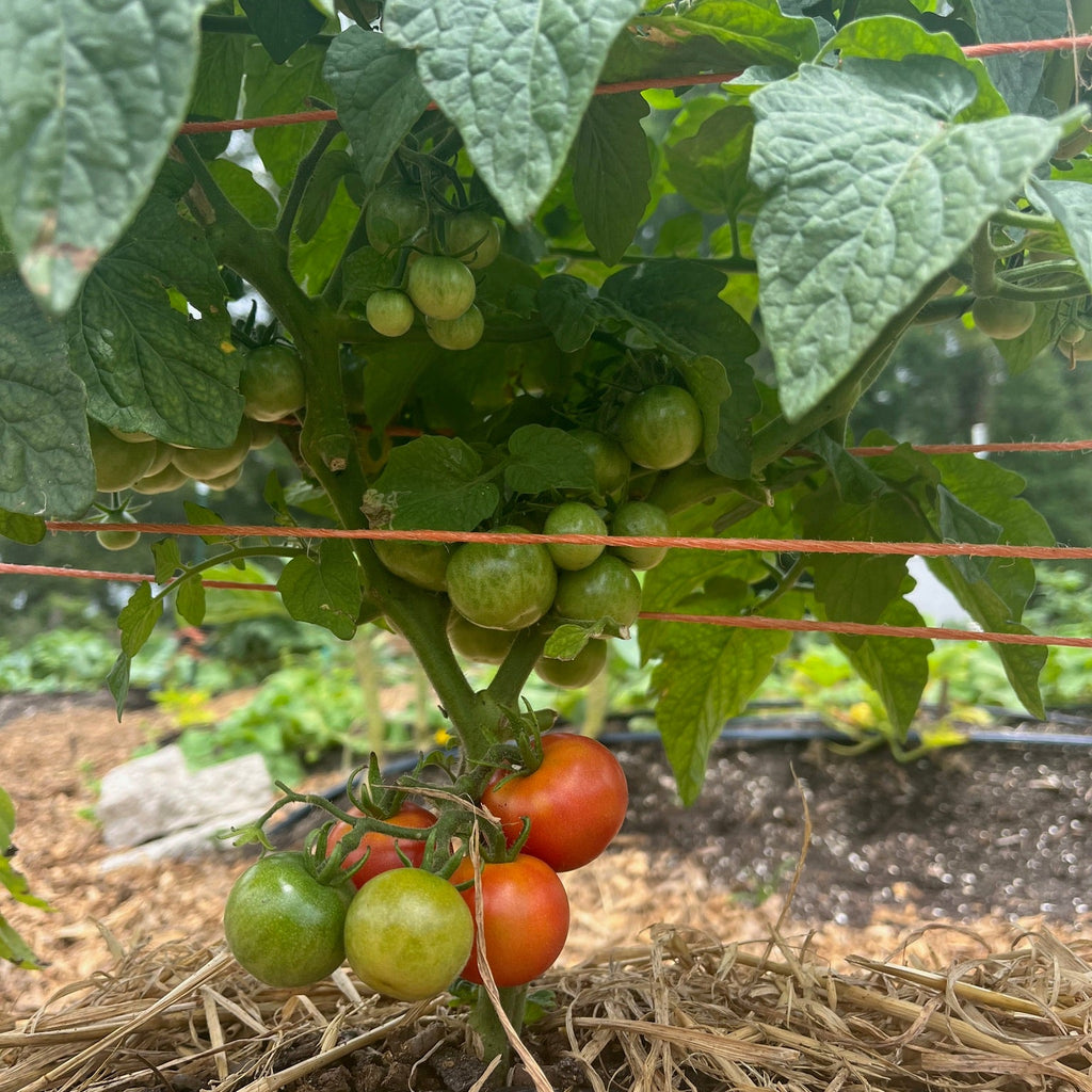 Prairie Cherry- Live Plant PRE-ORDER