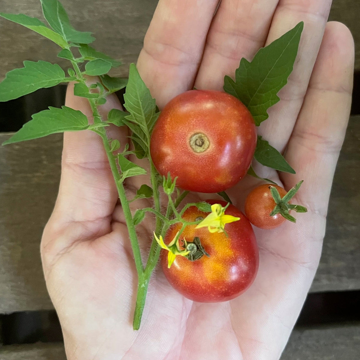 Prairie Cherry- Live Plant PRE-ORDER