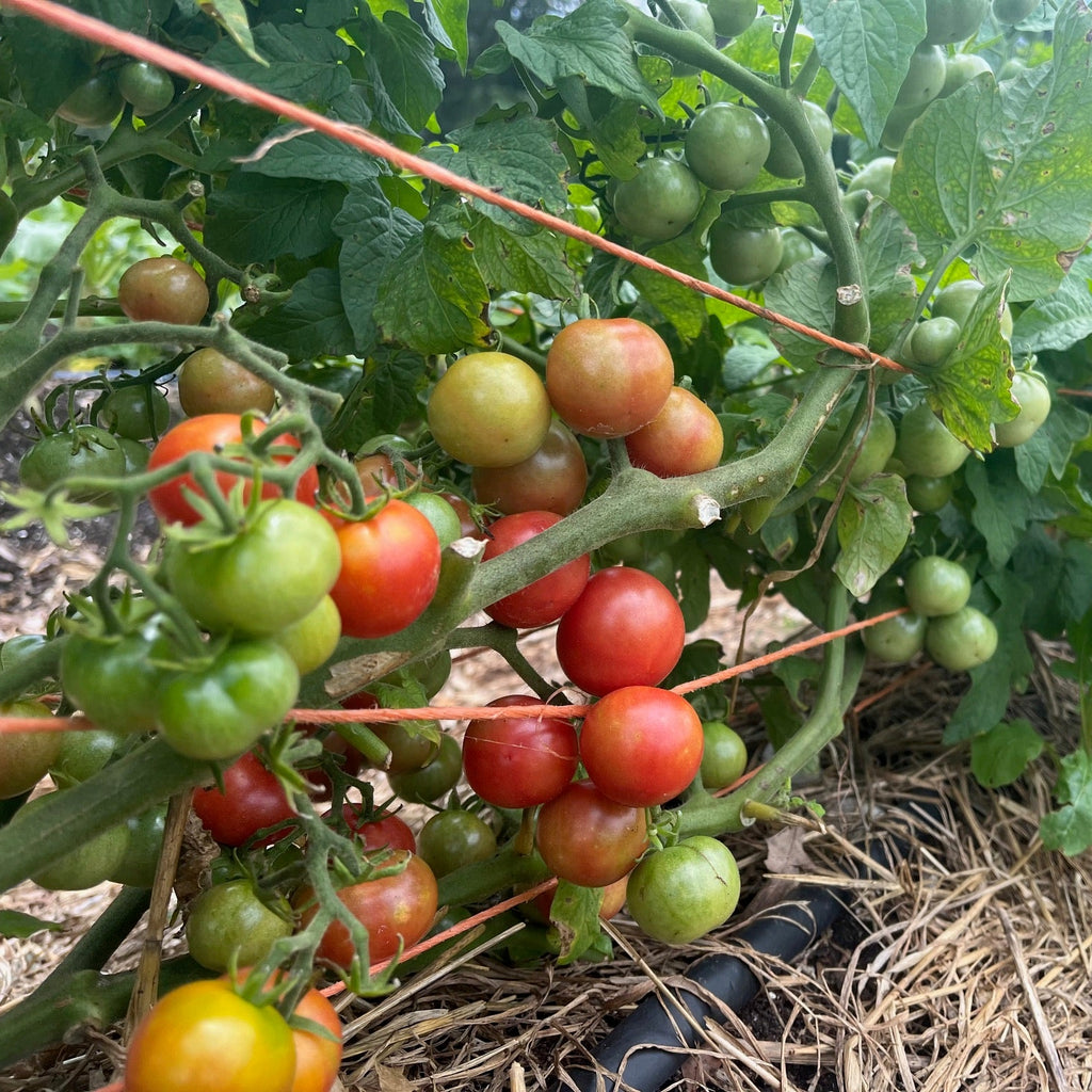 Prairie Cherry- Live Plant PRE-ORDER
