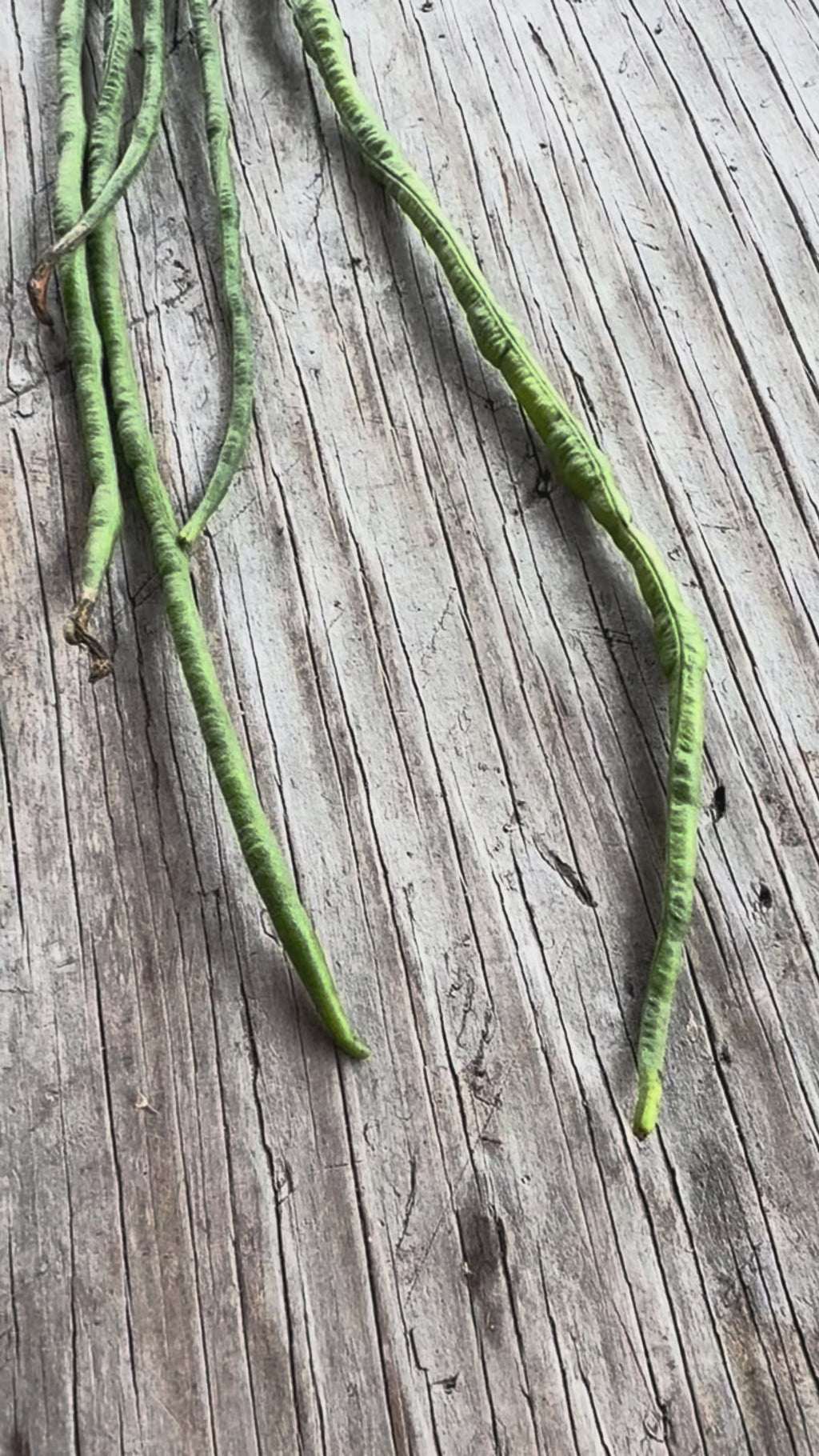 Extra Long Yardlong Bean (pole)