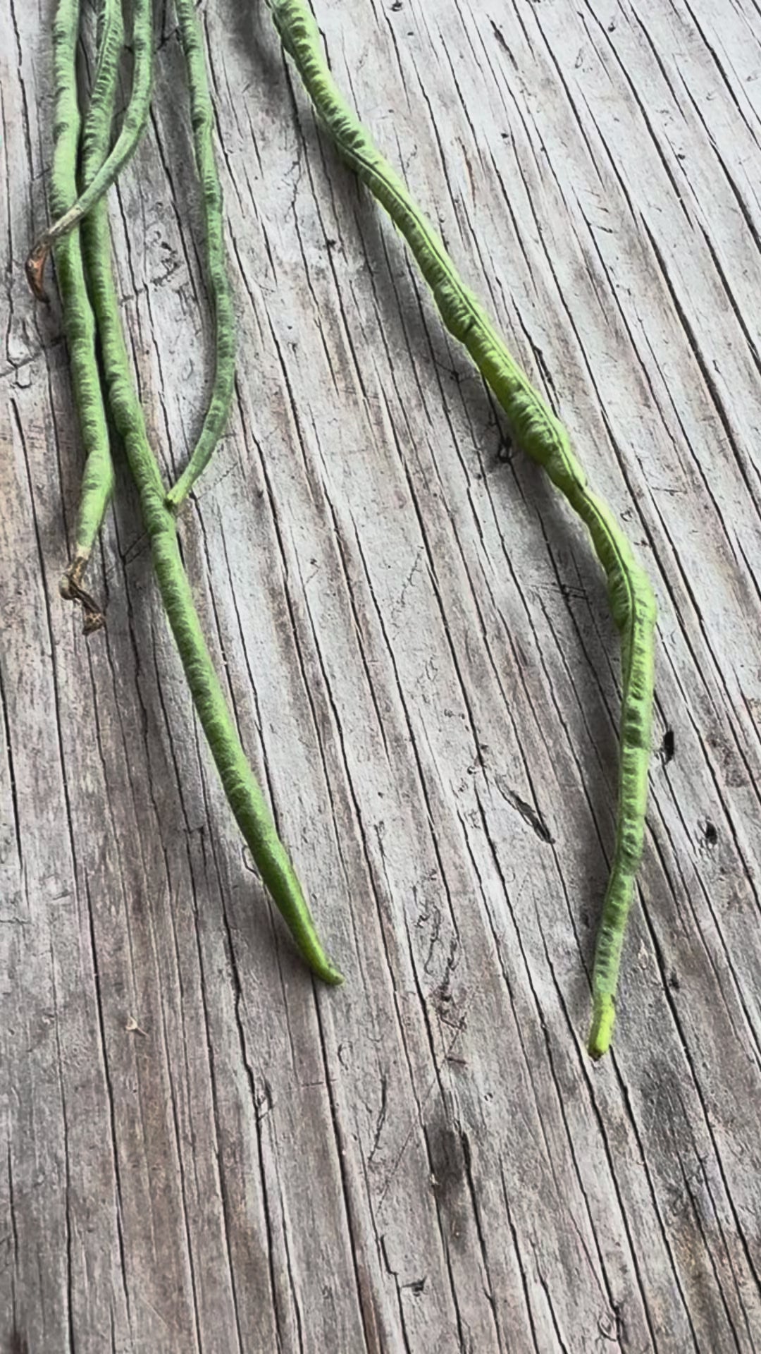 Extra Long Yardlong Bean (pole)