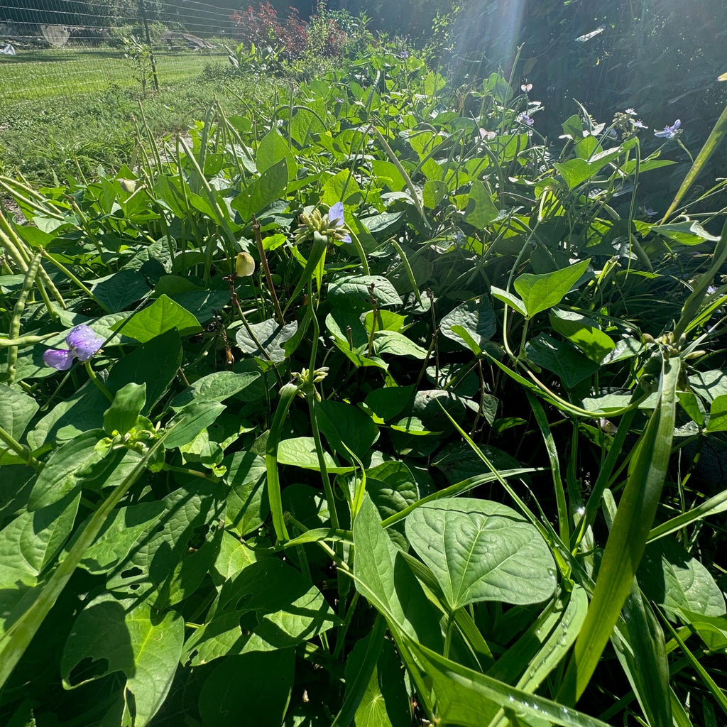Promiscuous Mixed Cowpea (bush, short runners)