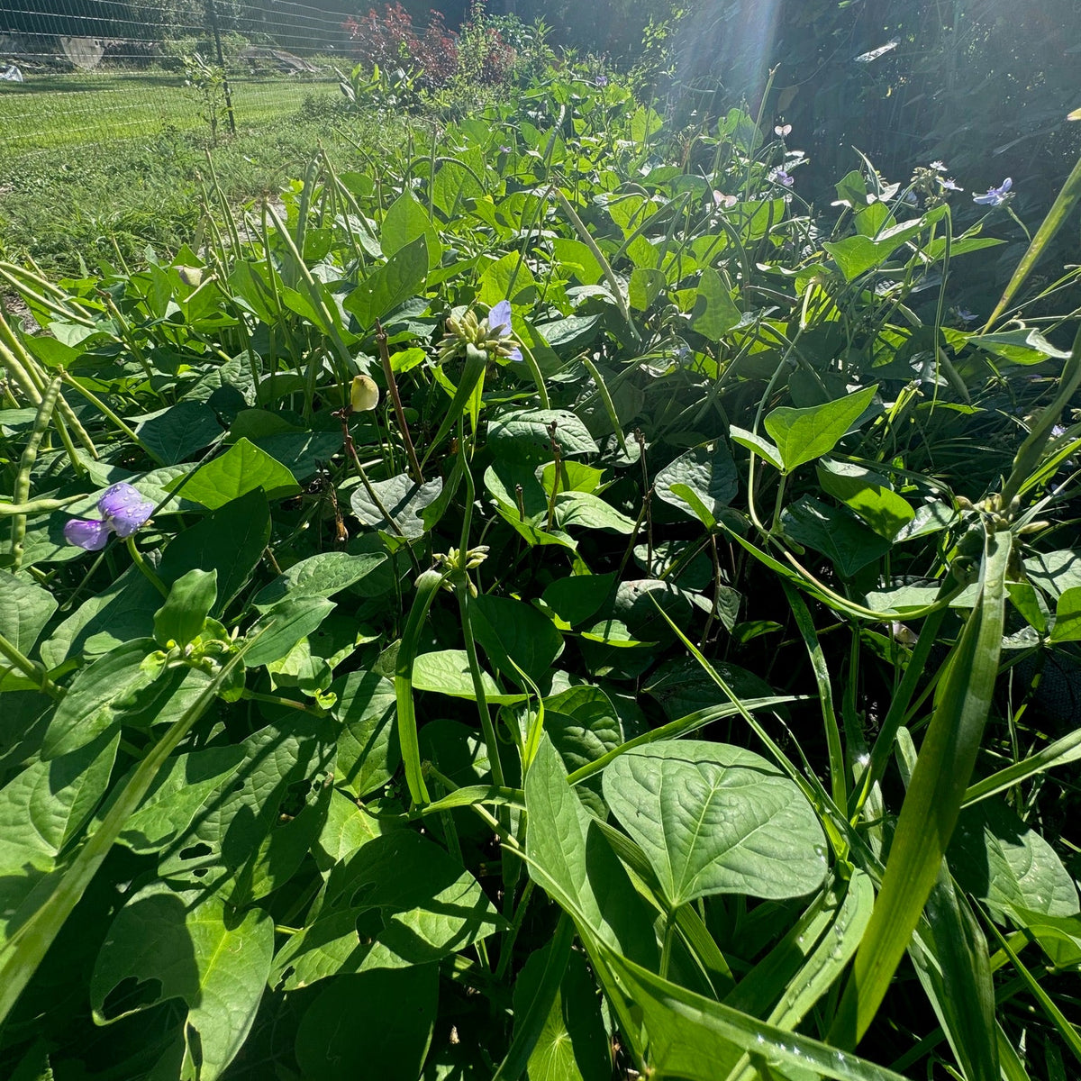 Promiscuous Mixed Cowpea (bush, short runners)