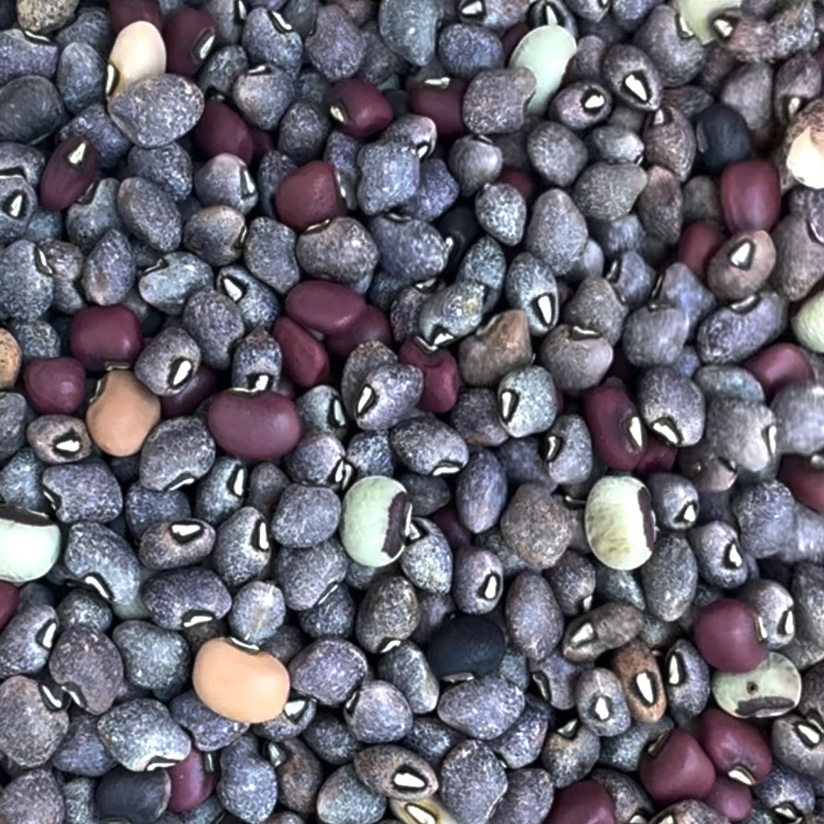 Promiscuous Mixed Cowpea (bush, short runners)