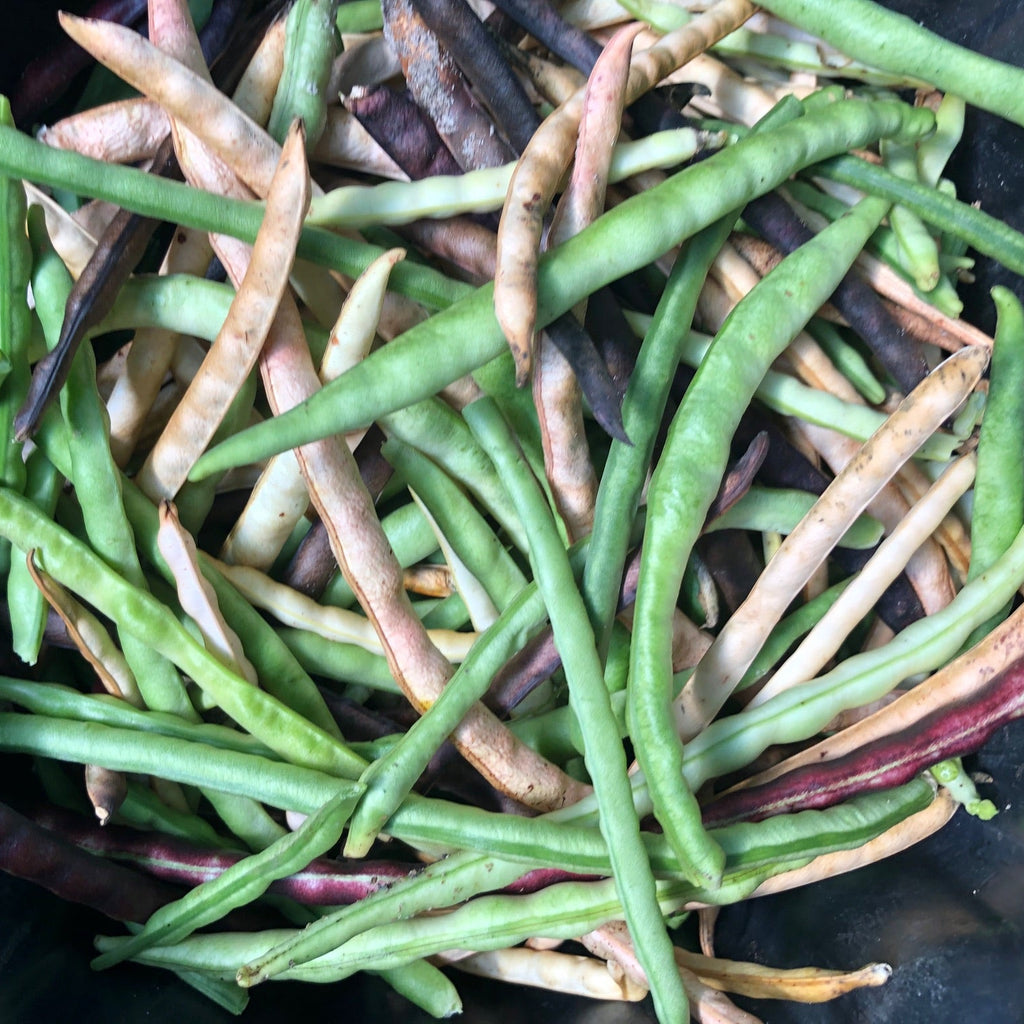 Promiscuous Mixed Cowpea (bush, short runners)