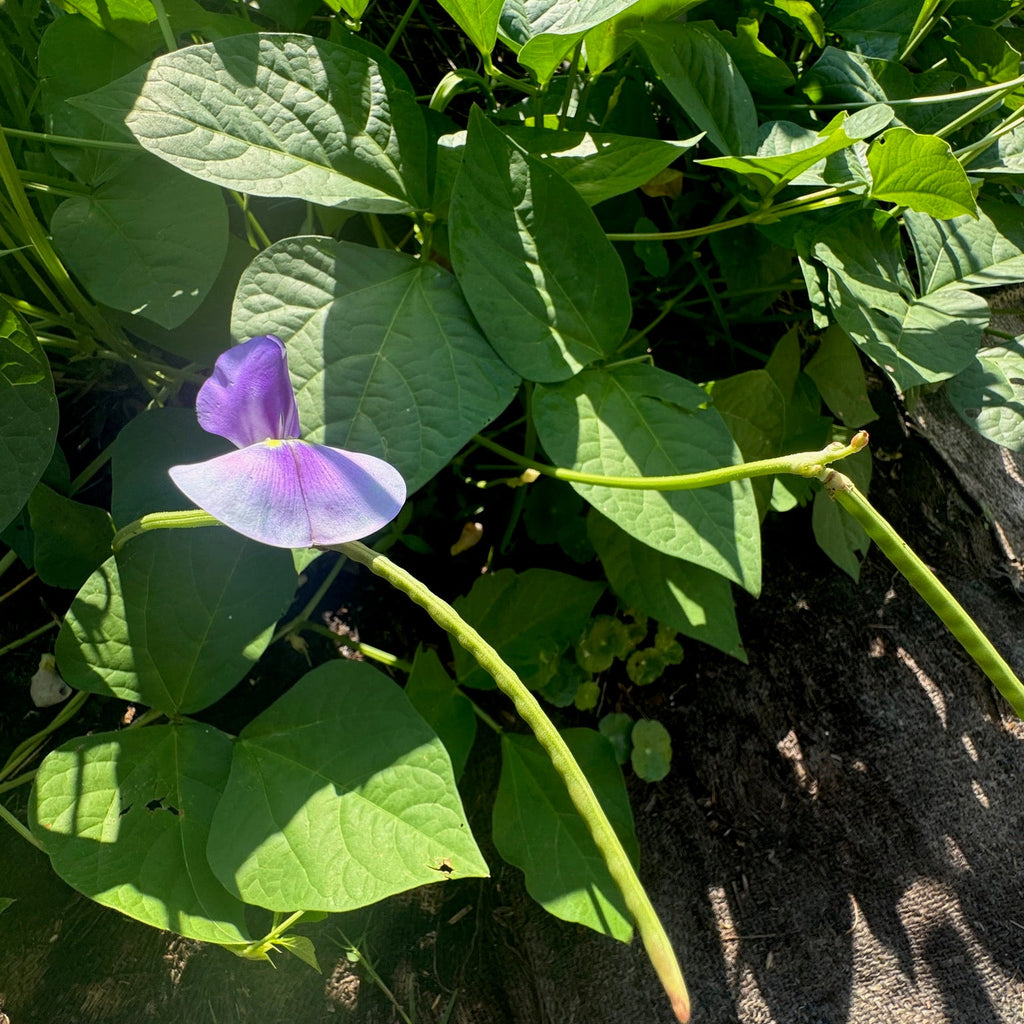 Promiscuous Mixed Cowpea (bush, short runners)