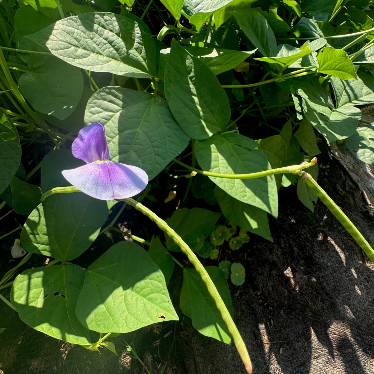 Promiscuous Mixed Cowpea (bush, short runners)