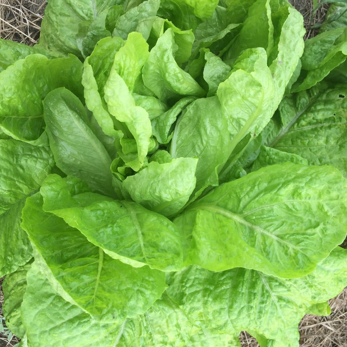 Queensland Lettuce