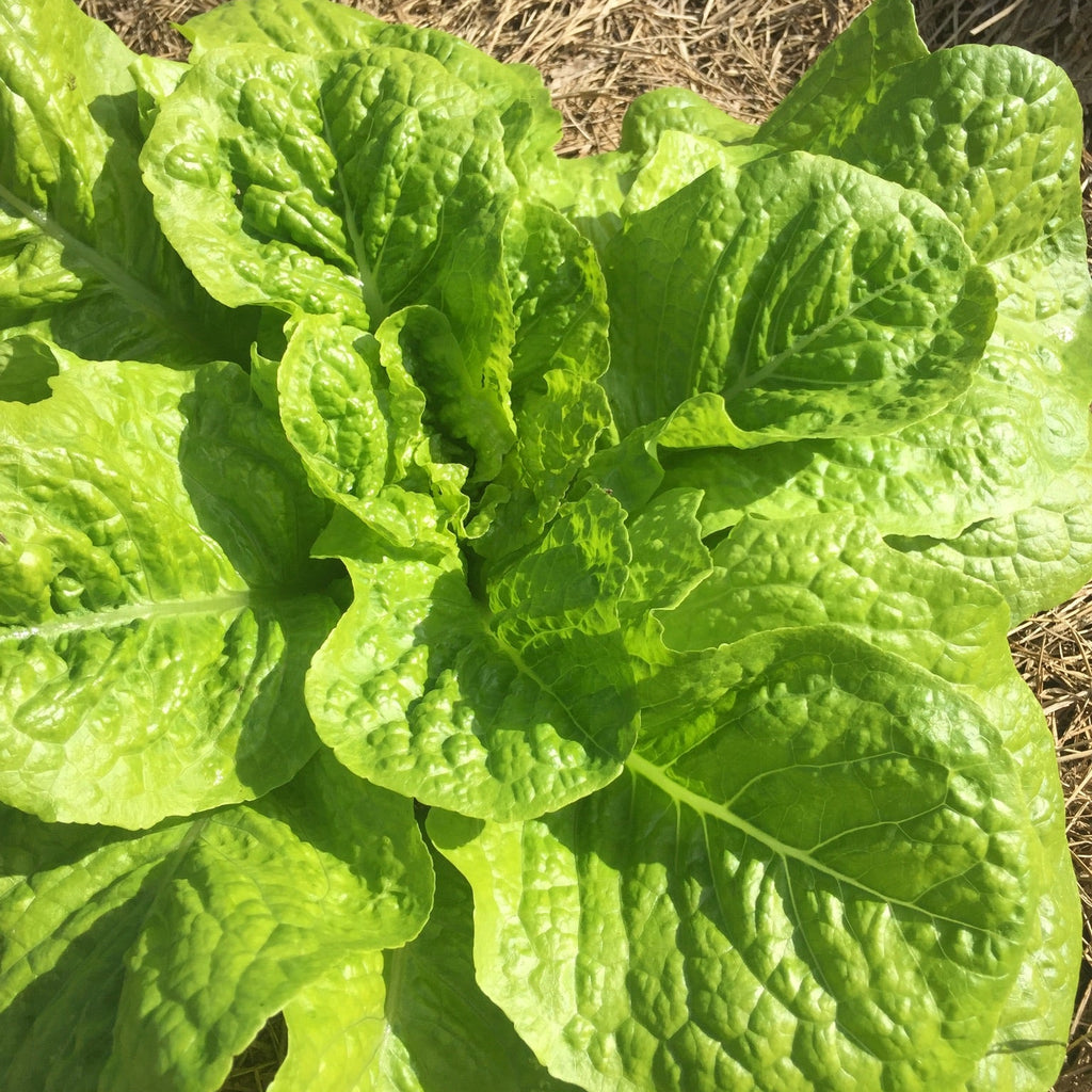 Queensland Lettuce