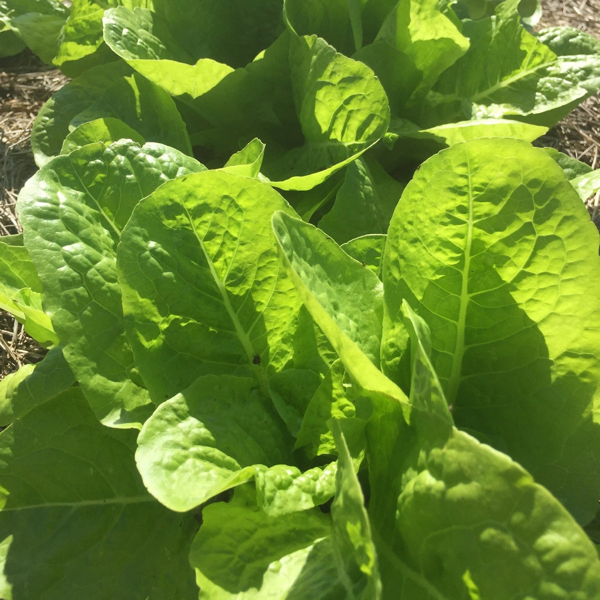 Queensland Lettuce