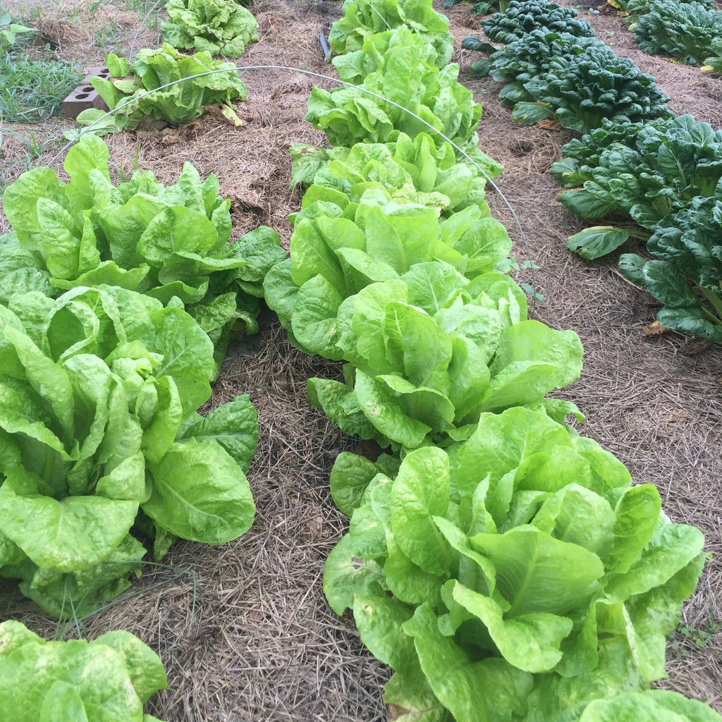 Queensland Lettuce