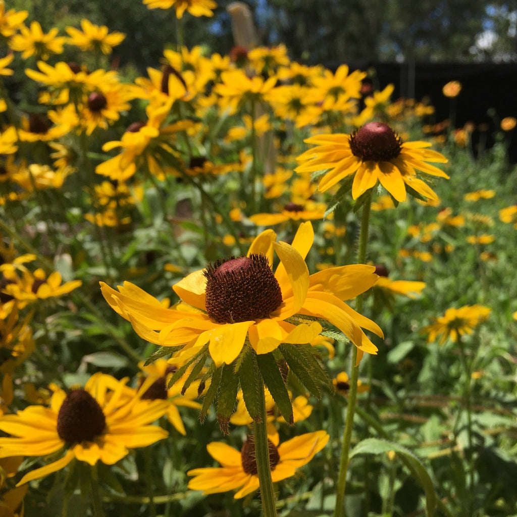 Black-Eyed Susan