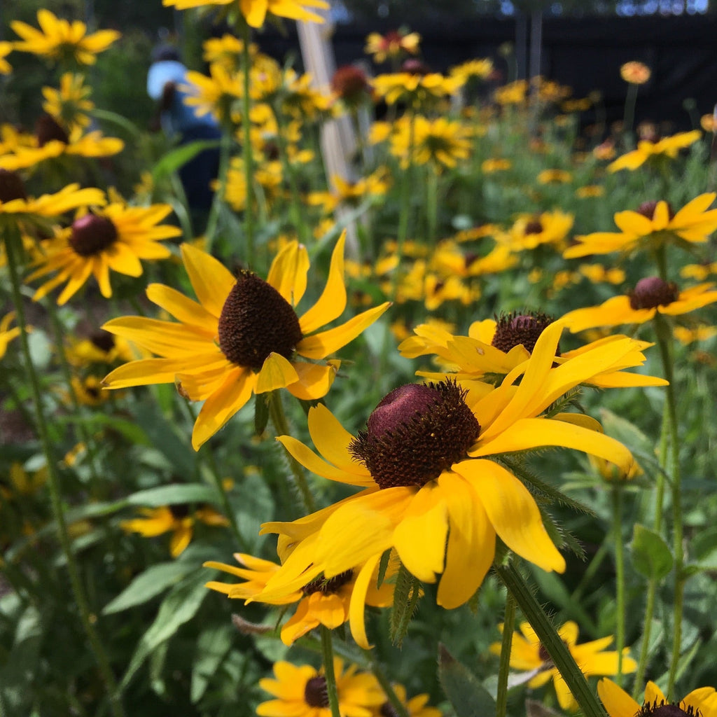 Black-Eyed Susan