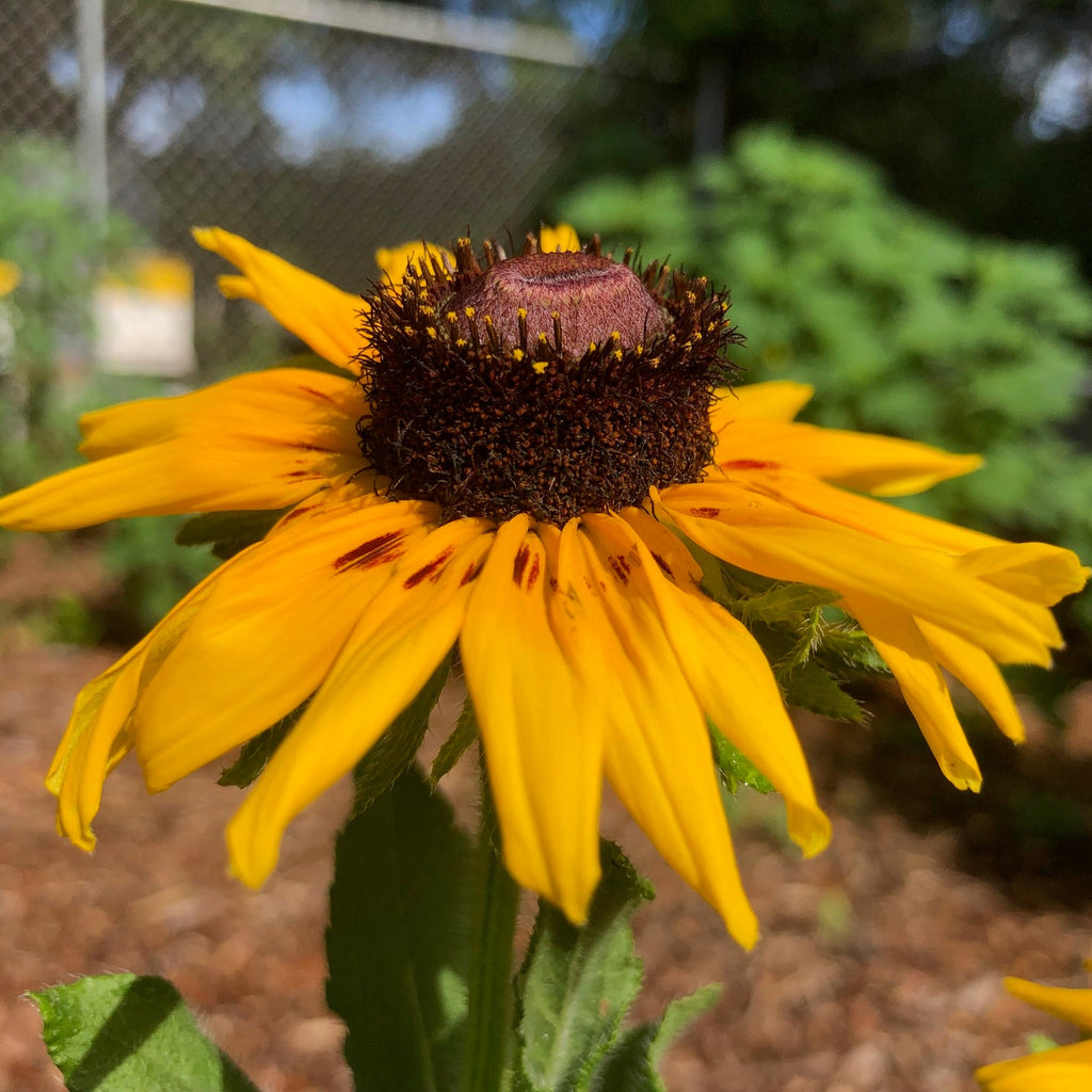 Black-Eyed Susan