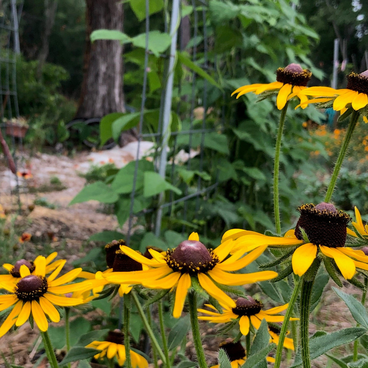 Black-Eyed Susan