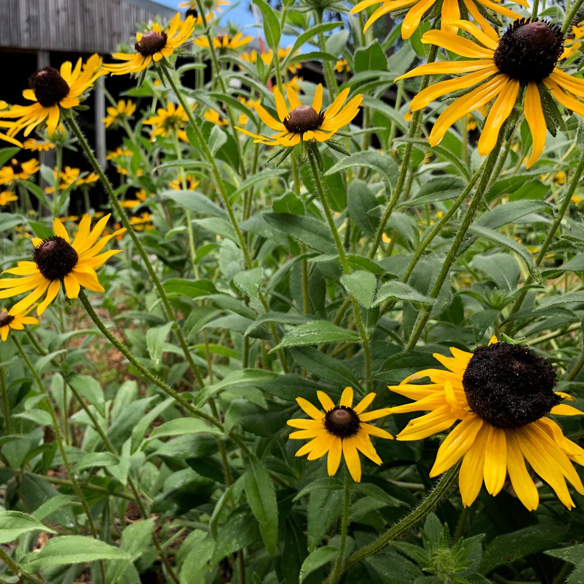 Black-Eyed Susan