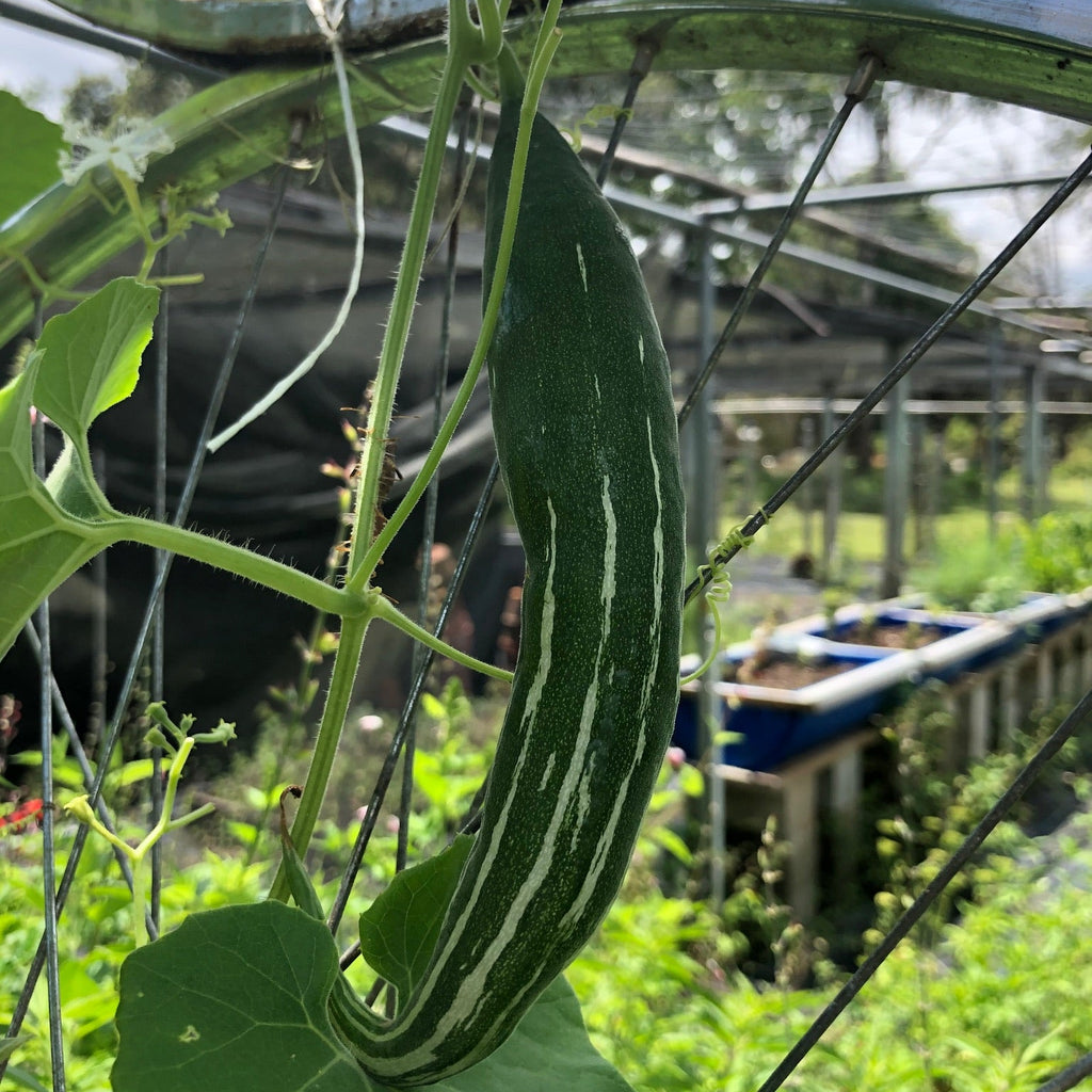 Snakegourd