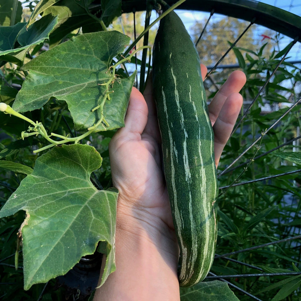 Snakegourd
