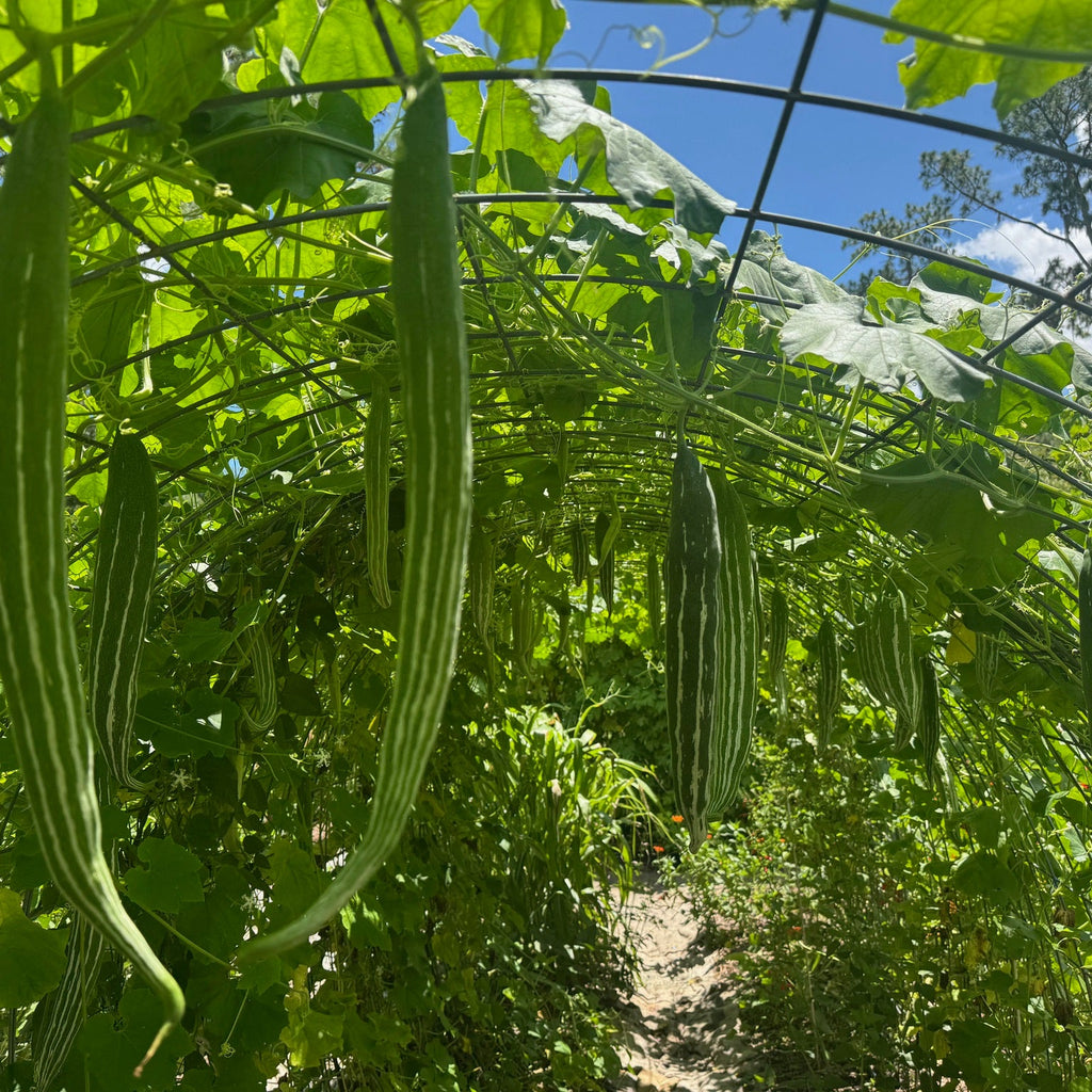 Snakegourd