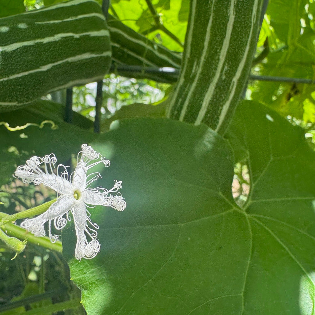 Snakegourd