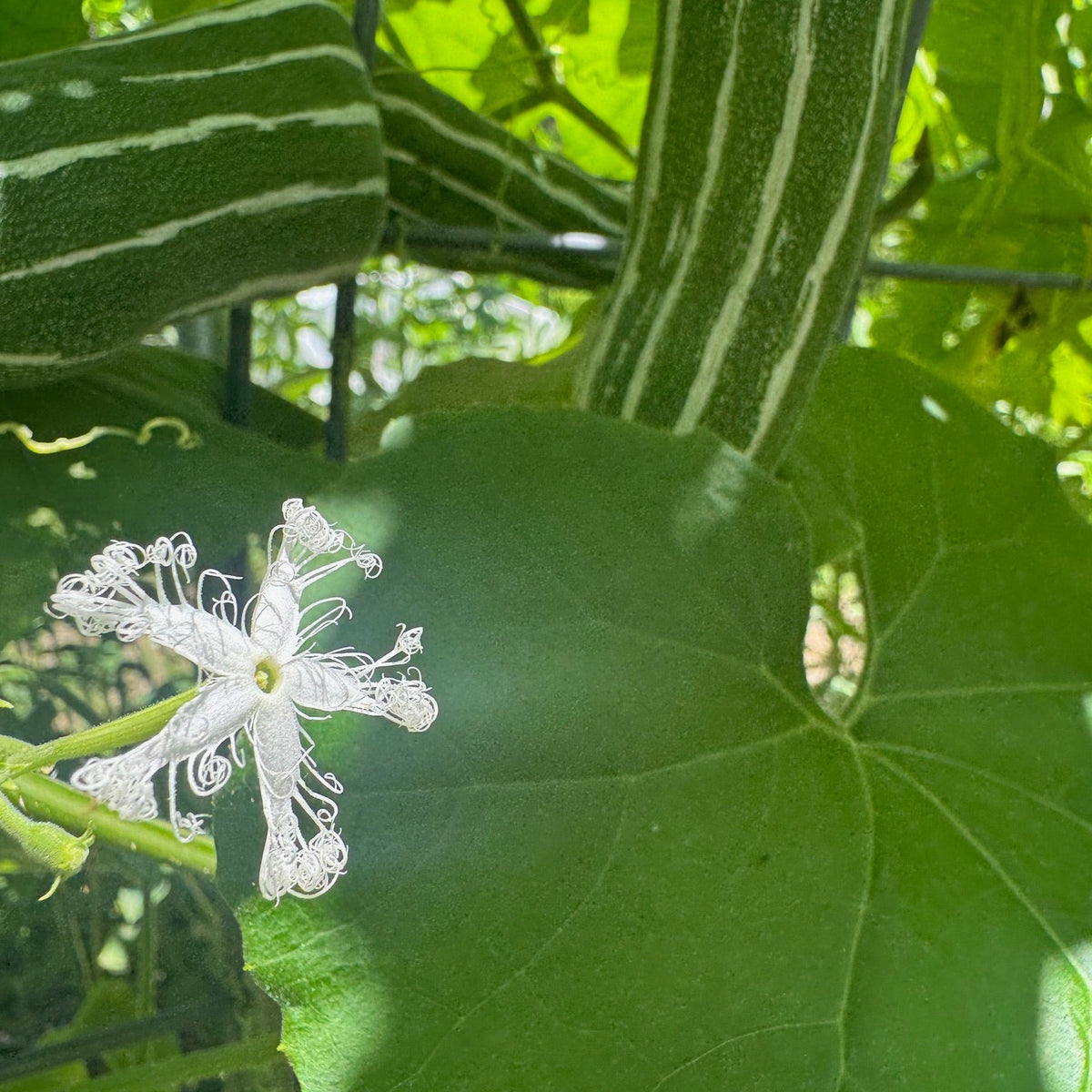 Snakegourd