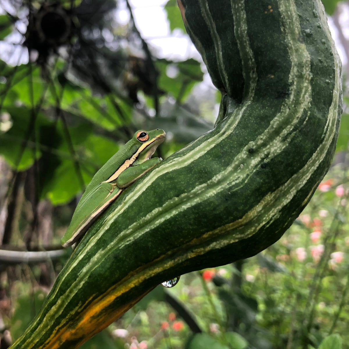 Snakegourd