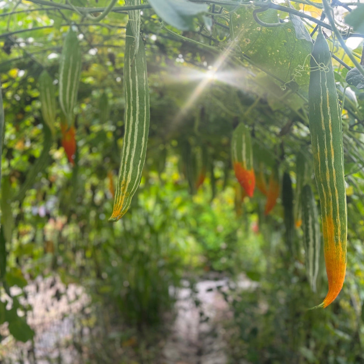 Snakegourd