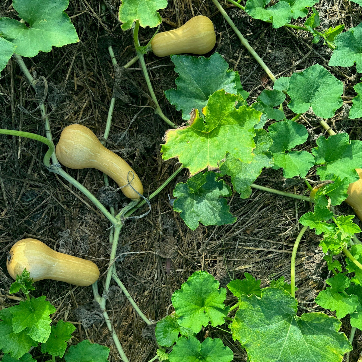 South Anna Butternut Winter Squash
