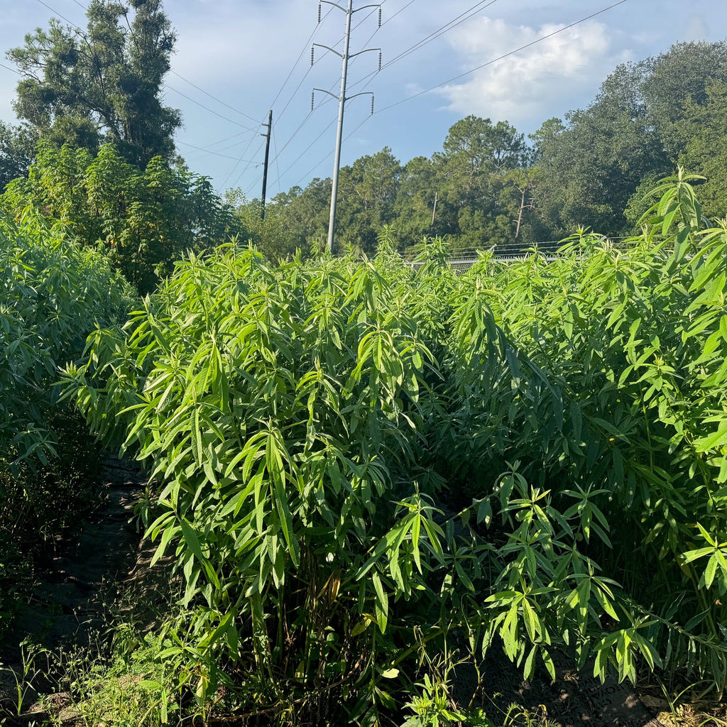 Sunn Hemp