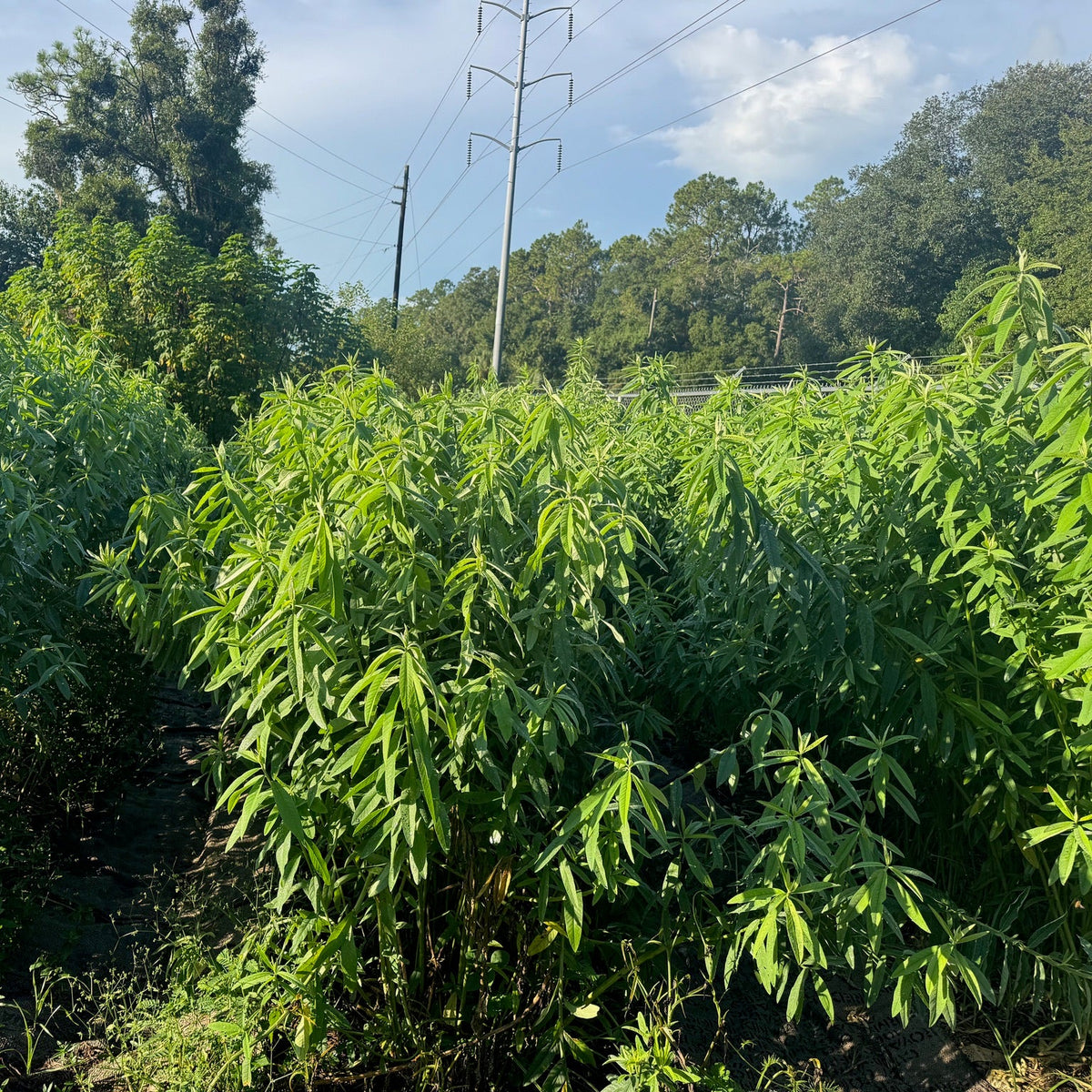 Sunn Hemp