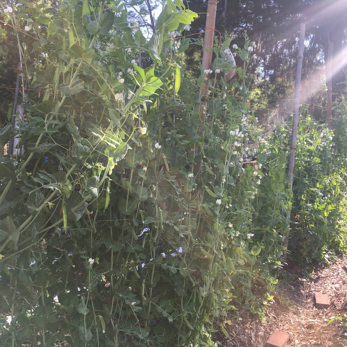 Sutton's Harbinger Sweet Pea (pole)
