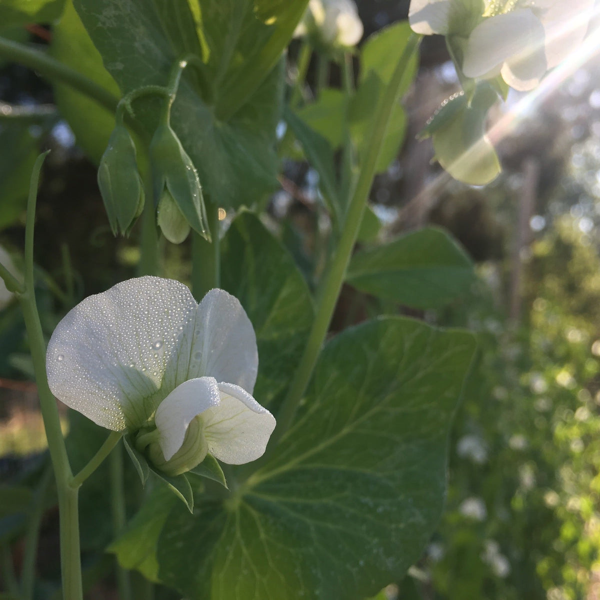 Sutton's Harbinger Sweet Pea (pole)