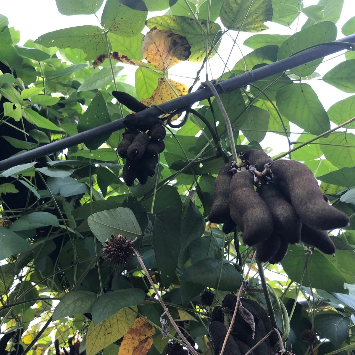 Velvet Bean (pole)