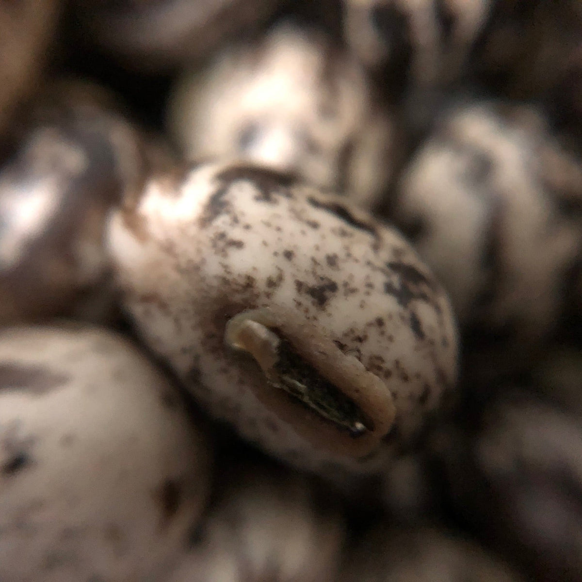 Velvet Bean (pole)