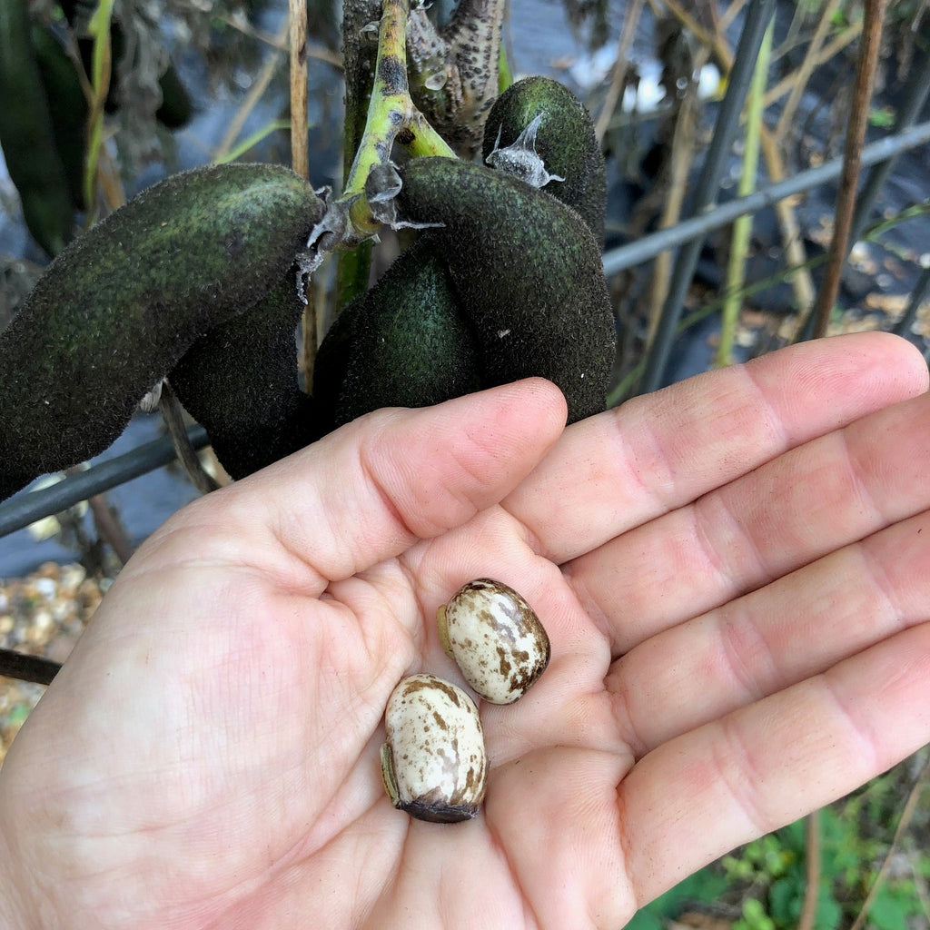 Velvet Bean (pole)