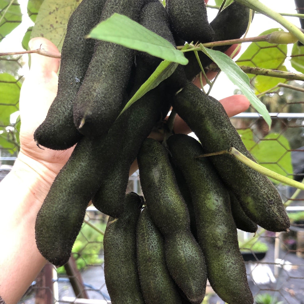 Velvet Bean (pole)