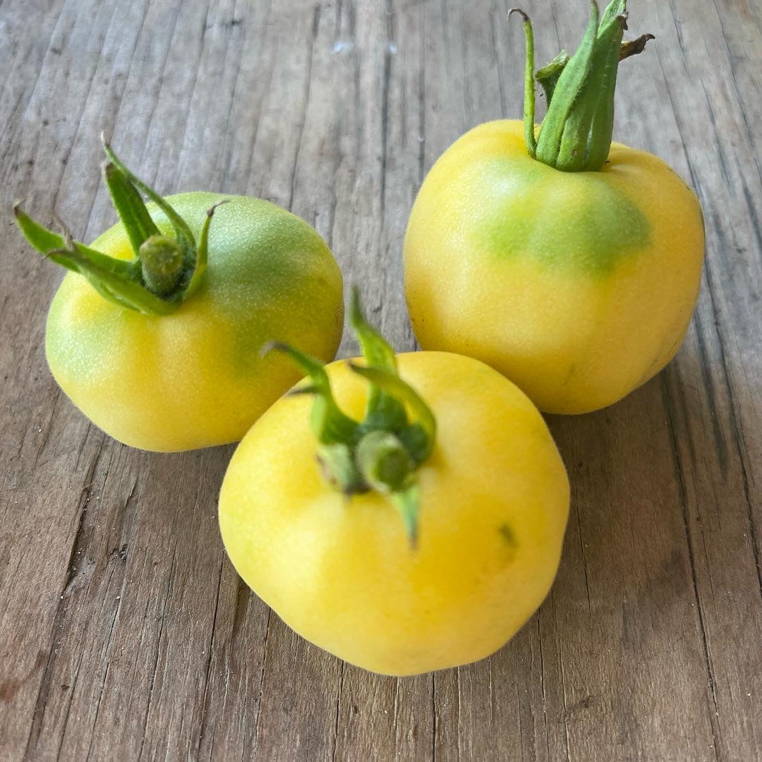 Wapsipinicon Peach- Live Plant PRE-ORDER