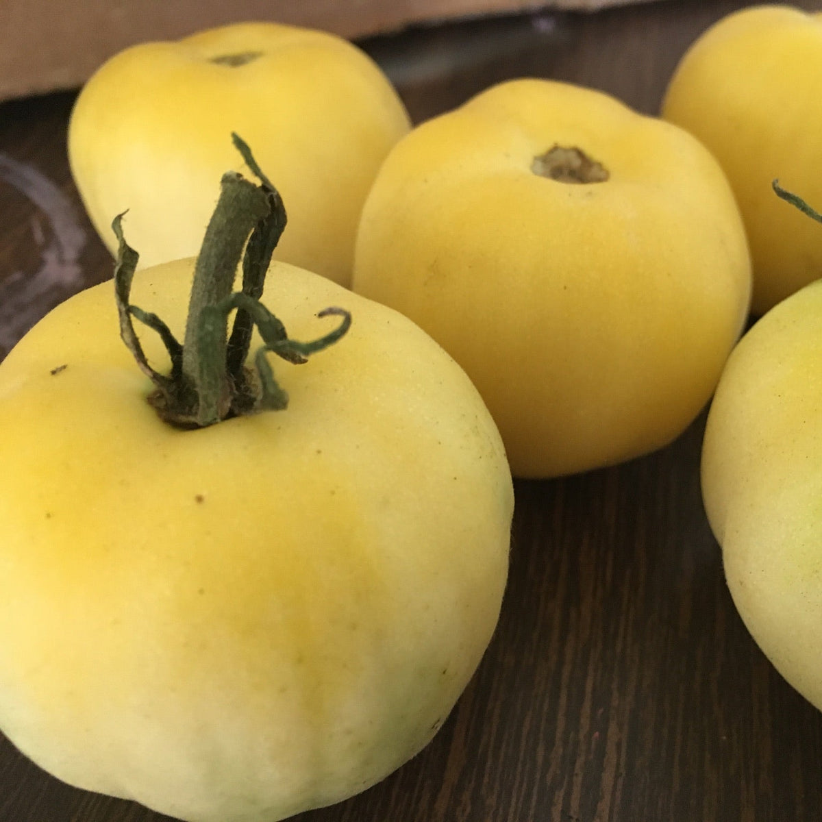 Wapsipinicon Peach- Live Plant PRE-ORDER